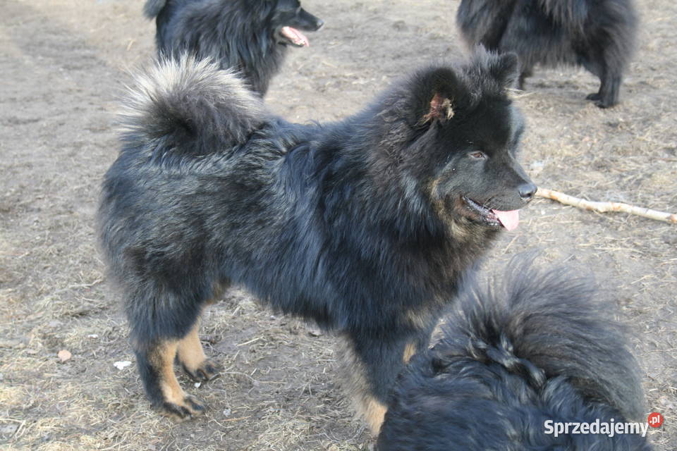 Eurasier młodziutki samiec czeka Puszcza Mariańska sprzedam
