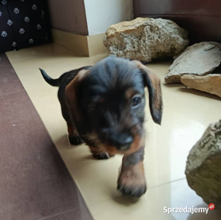 Jamniczki szorstkowłose miniaturowe mazowieckie Warszawa