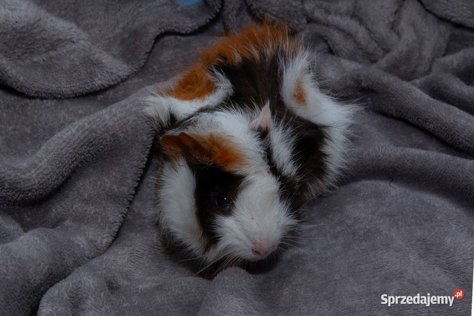 świnka morska cavia domowa SAMICA Koszyce Wielkie