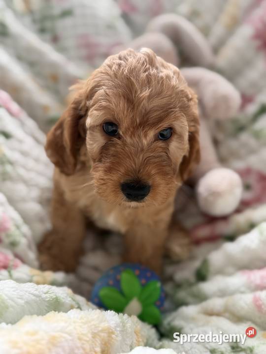 Cockapoo f1b śliczne szczenięta Brody