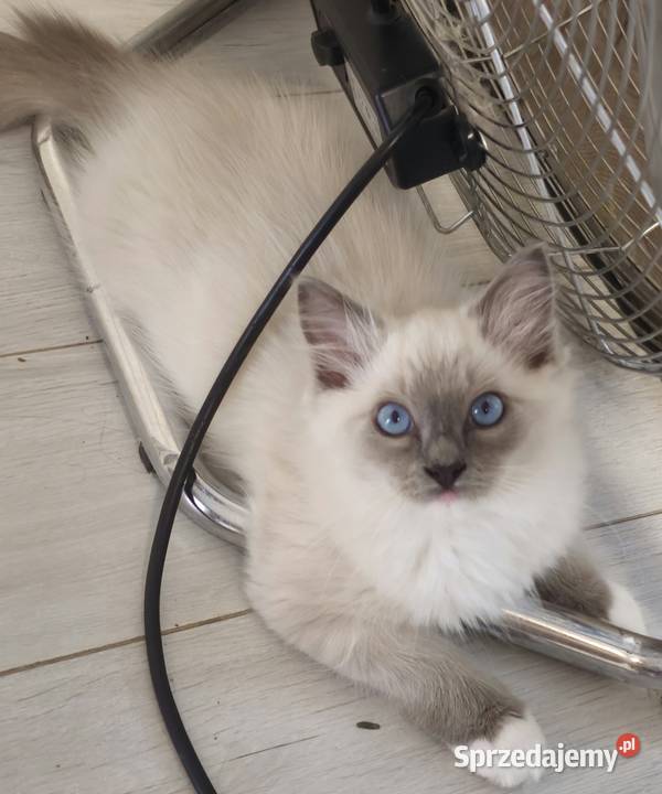 Ragdoll blue mitted Szczecin