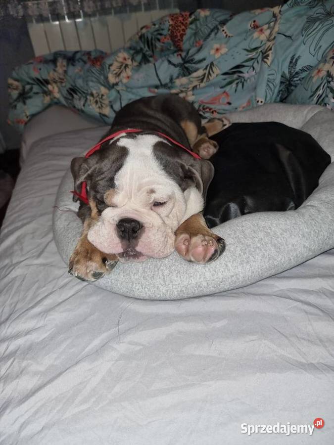 Sprzedam slicznego szczeniaka buldog Limanowa sprzedam