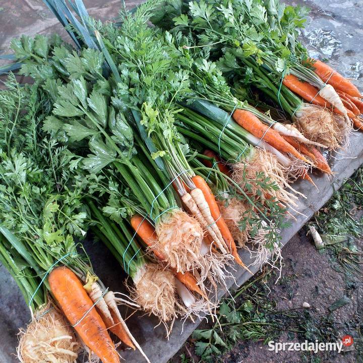 Sprzedam włoszczyznę młodą sprzedam