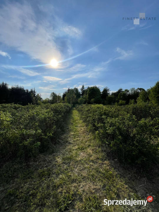 Grunt 1845 metrów Podkampinos Jagodowa