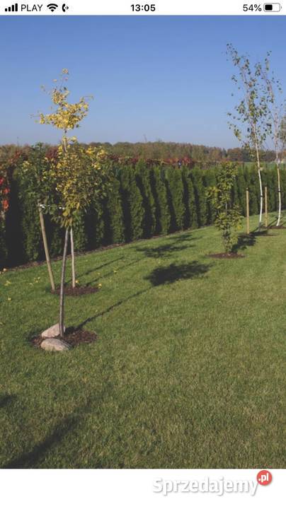 Ogródek działkowy ROD PSZCZÓŁKA GLIWICE ŁABĘDY