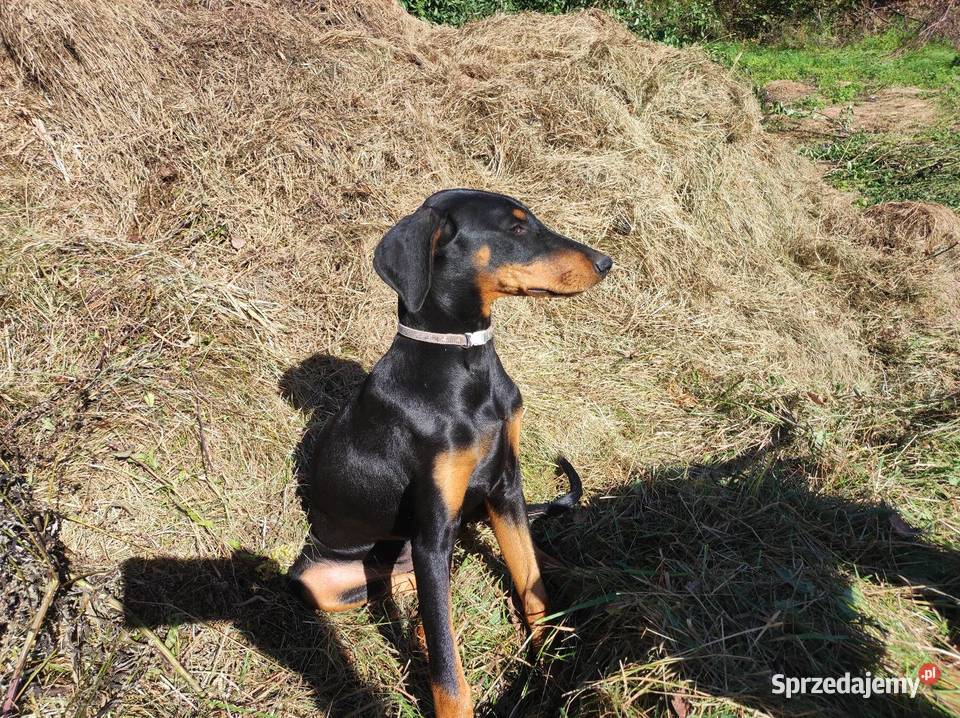 Szczenięta Dobermana do sprzedania mazowieckie Dobre sprzedam