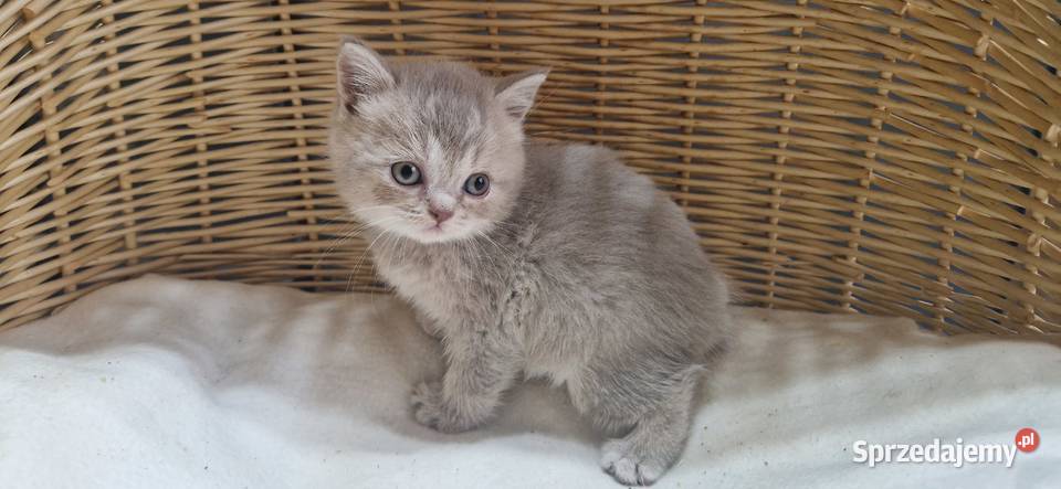 Kotka Szkocka liliowa pręgowana Katowice