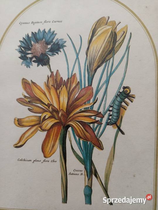 Stylowe 2 obrazki botaniczne przedstawiające Warszawa