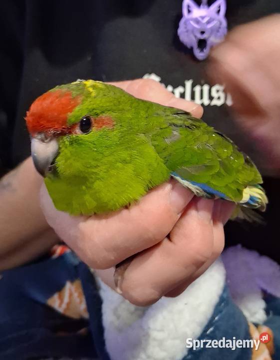 Modrolotka Andrychów sprzedam