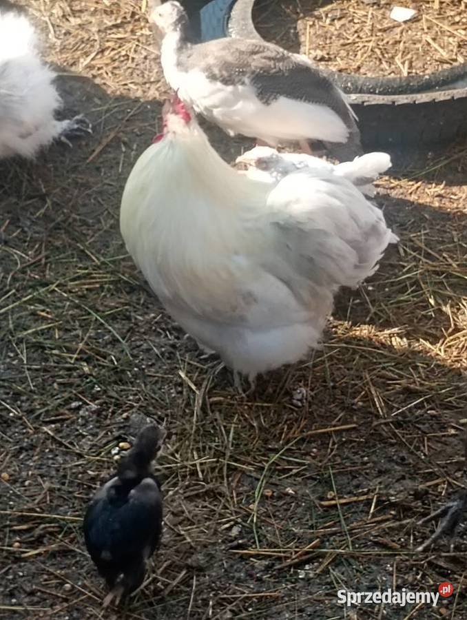 Kurki i kogutki sprzedam