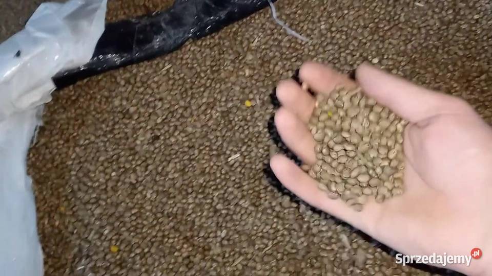 sprzedam łubin słodki odmiana BOLERO wąsko lubelskie Wola Korybutowa Druga