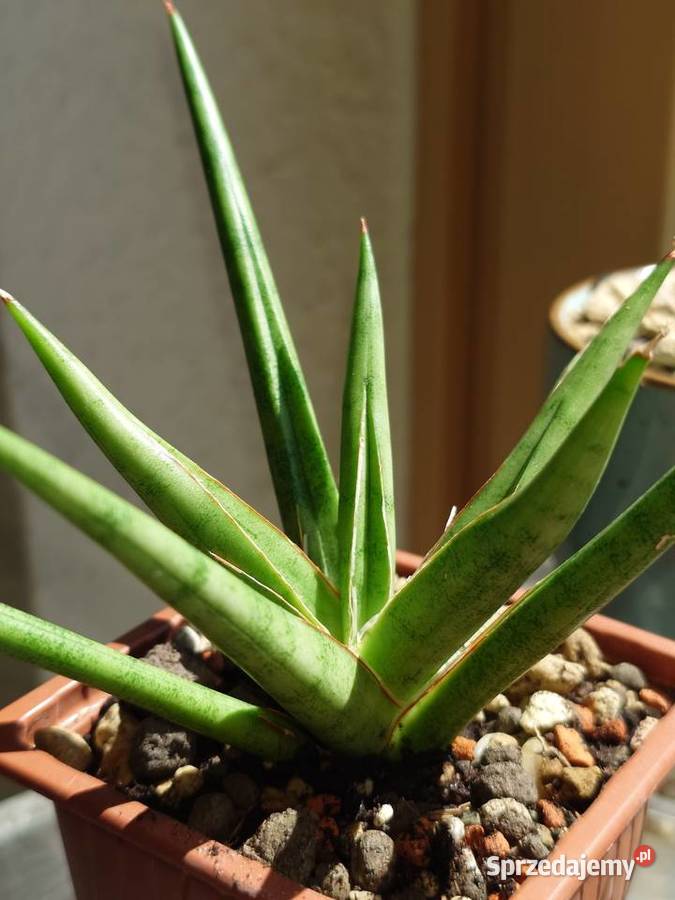 Sansevieria hybr White Medusa roślina z kolekcji Kaktusy i sukulenty Warszawa