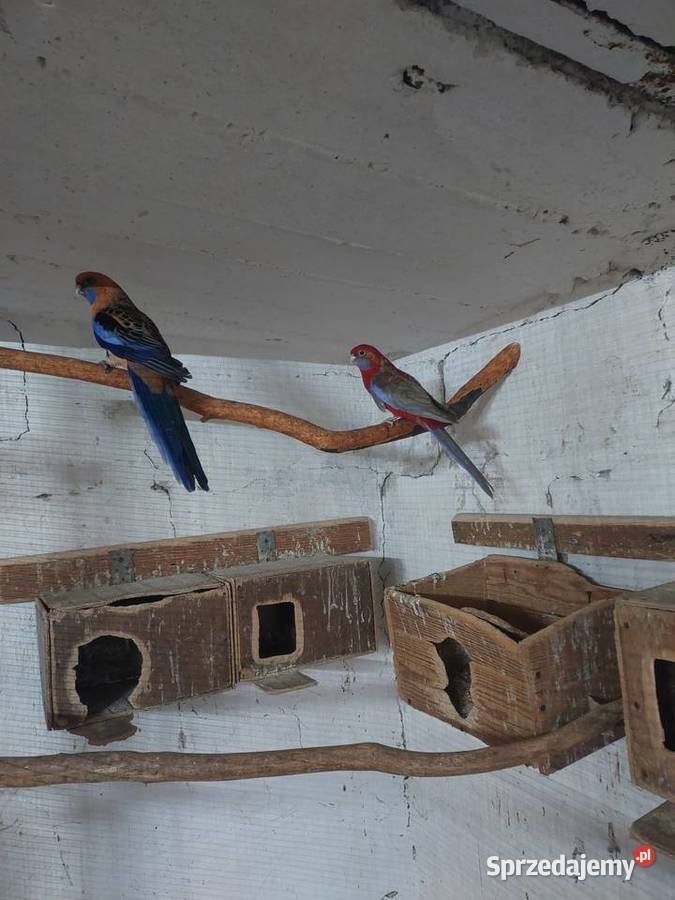 Konury słoneczne rozelle szeki Błaszki