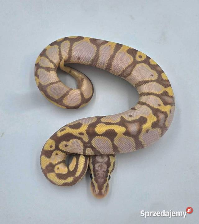 Pyton Królewski samica Pastel Banana Woma Oleśnica