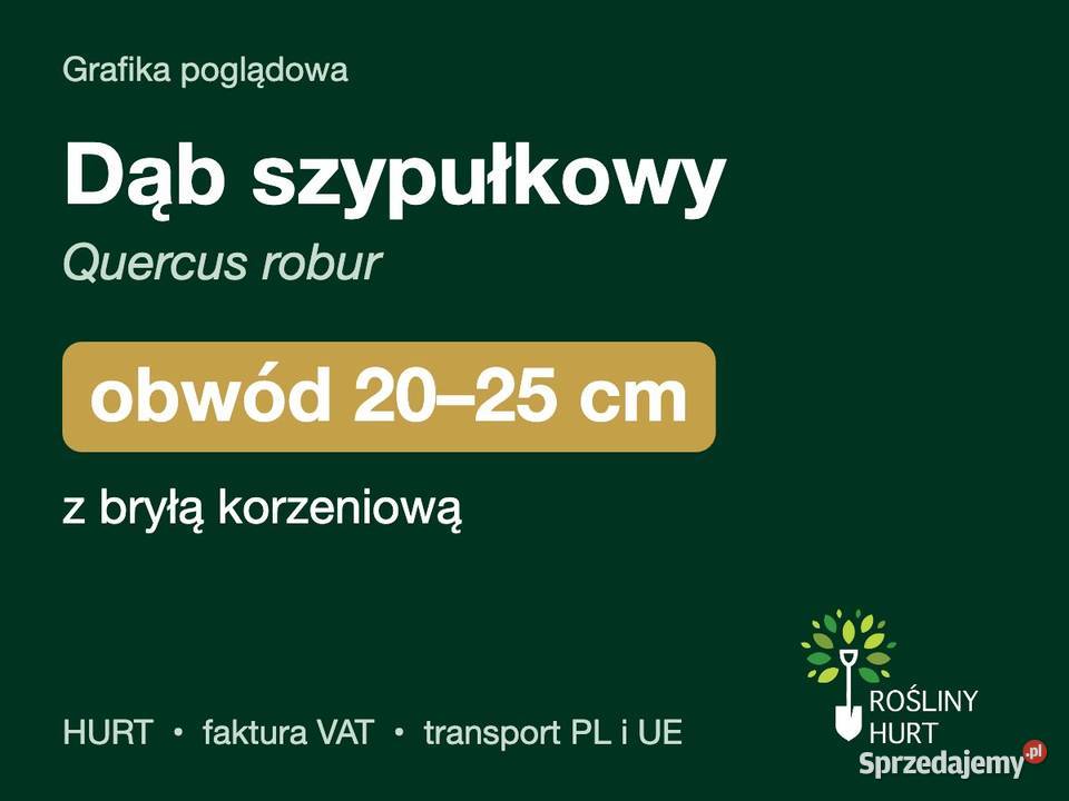 Dąb szypułkowy Quercus robur obwód 2025 z bryłą