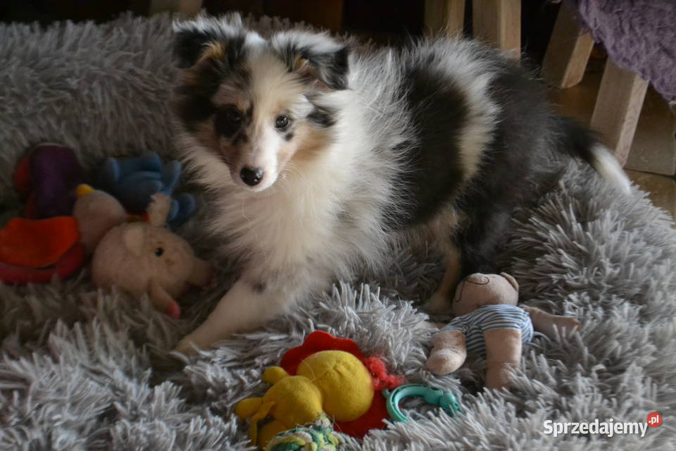 Owczarek Szetlandzki szkoleniowca Białystok