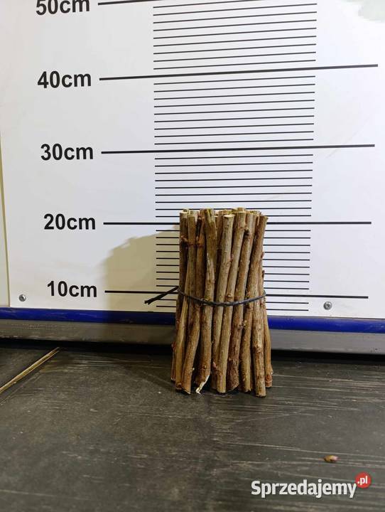 SZTOBRY zrazy patyki KIJE porzeczka czarna Stary Pożóg