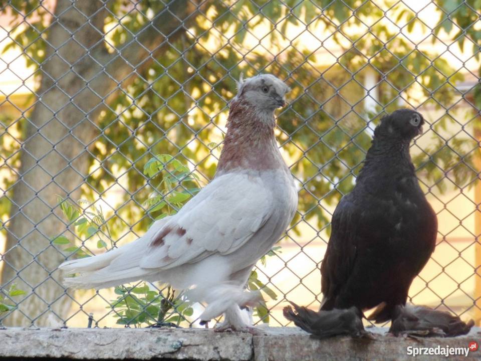 Bij Uzbecki płowy Tasman samiec 2014r Nysa