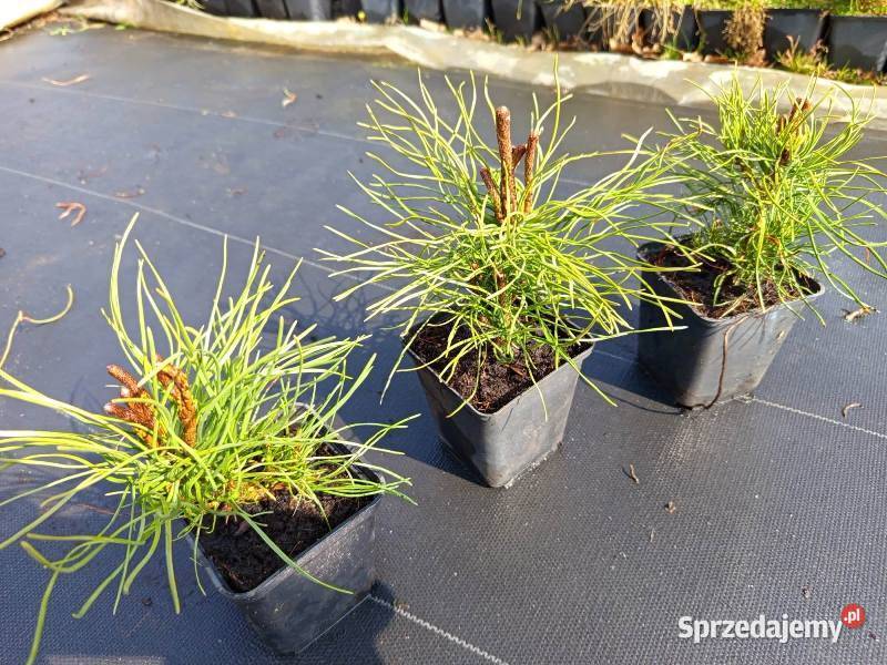 Kosodrzewina Rotundata 750 Wrocław Januszkowice sprzedam