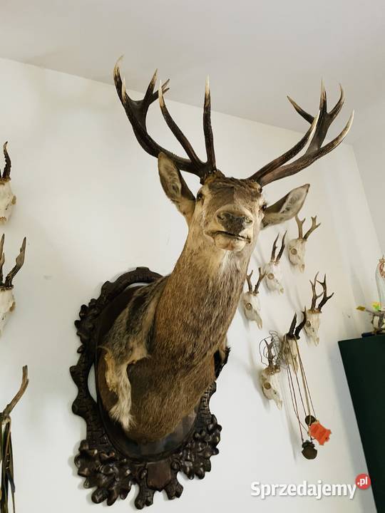 Trofeum Jelenia Konin