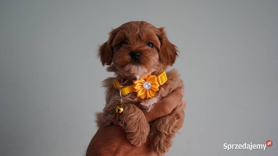 Suczka Maltipoo Brzozie sprzedam