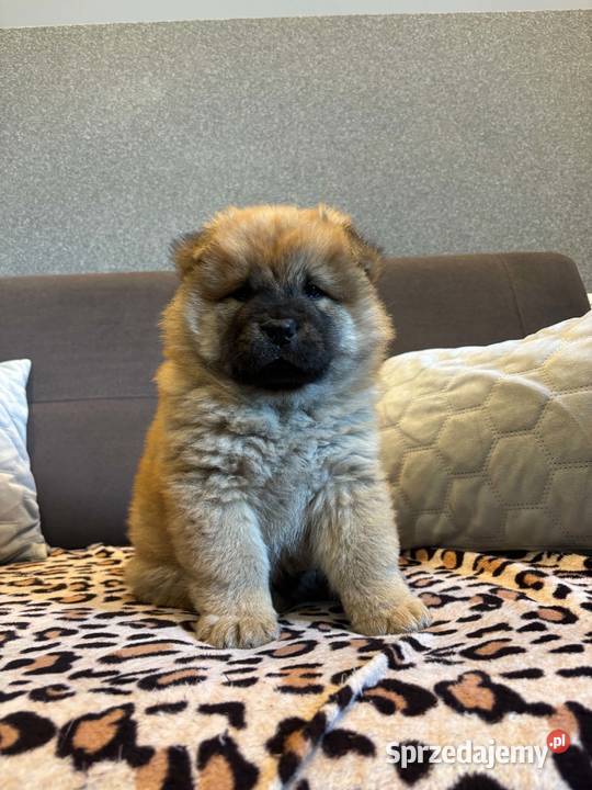 Chow Chow Mrągowo