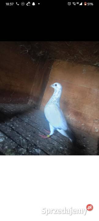 Gołębie pocztowe piękne na obrączkach stałych Grudziądz