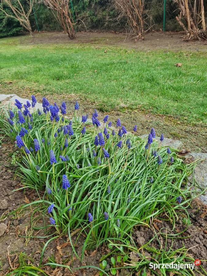 Szafirek szerokolistny sadzonki lubelskie Lublin