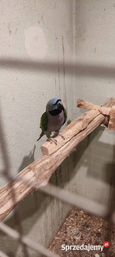 Sprzedam papugę