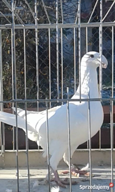 Sprzedam młode gołębie Niemieckie Wystawowe Wrocław