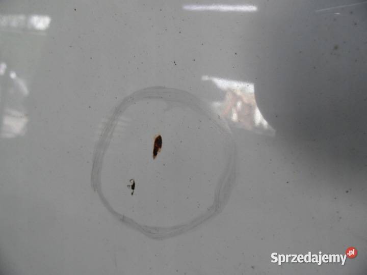 VOLKSWAGEN CADDY III 08r maska 70 mikronów osobowe świętokrzyskie Kielce