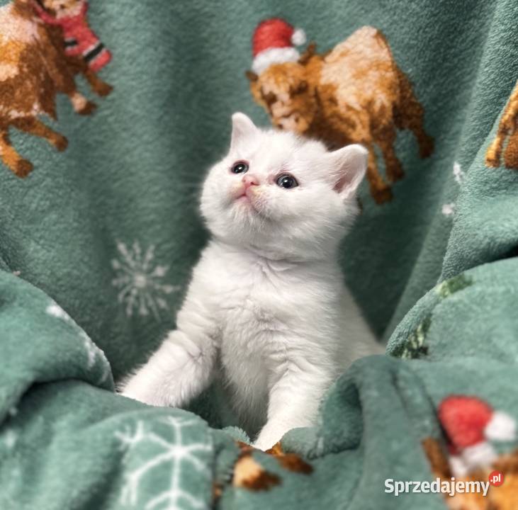 Kot Brytyjski British Shorthair Warszawa