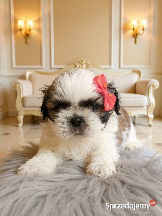 GOTOWA DO ODBIORU piękna suczka rasy ShihTzu