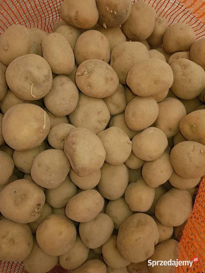 Ziemniaki o wymiarach sadzeniaka smaczne dolnośląskie