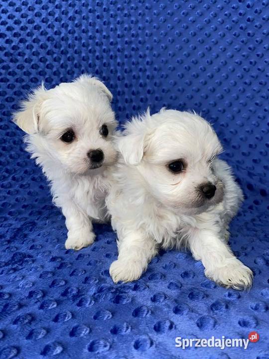 Maltańczyk gotowy do odbioru śląskie Będzin sprzedam