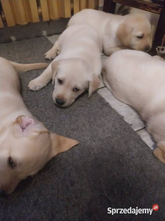 Labrador retriever wielkopolskie Słupca