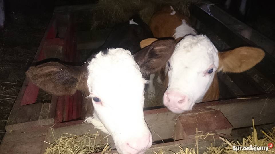 Cielaki byczki jałóweczki mięsne sprzedam Bydło mięsne Izbica