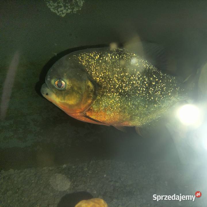 Sprzedam Pirania Natterera ok 30 w ręce Lubsko