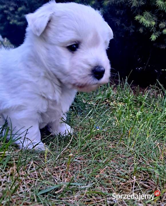 West Highland white terrier Szadek