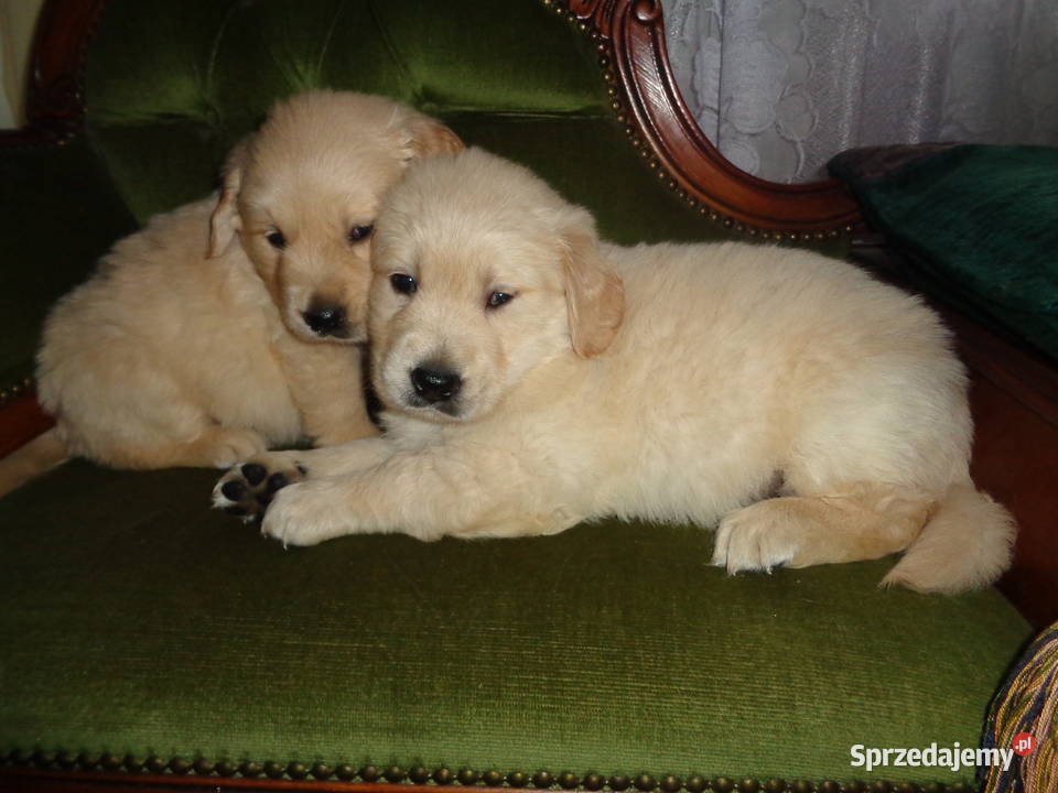 Golden Retriever śliczne szczeniaki Champion Radomsko sprzedam