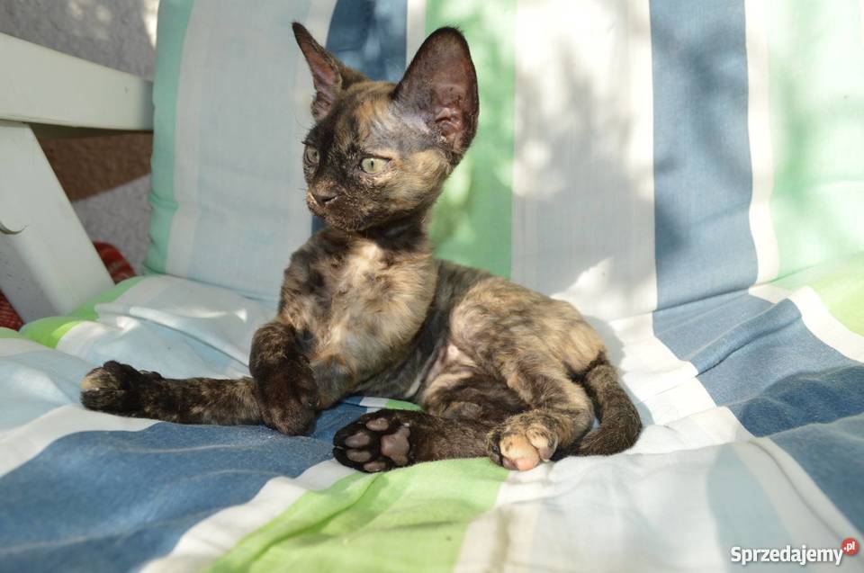 Devon Rex śliczne kocięta championie Warszawa