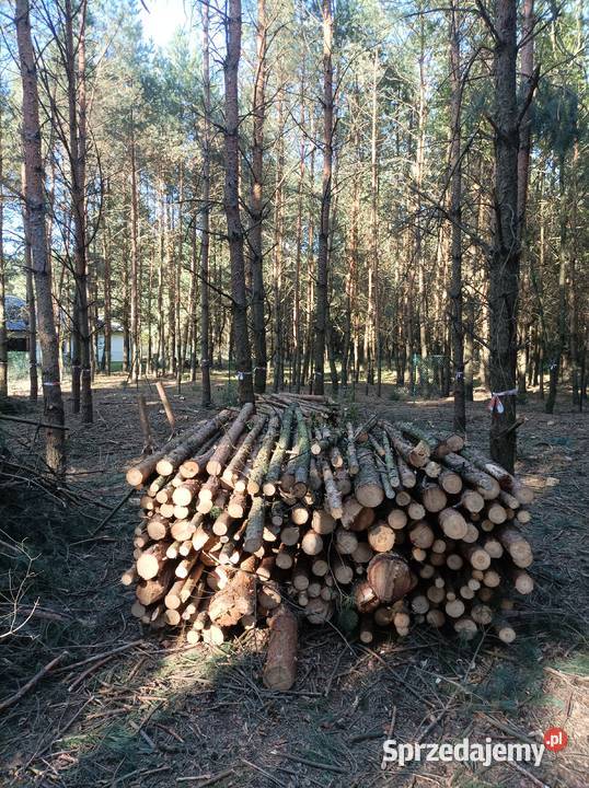 Drewno opałowe wałki 2m SOSNA ok 10 mp Opał Czerwonak sprzedam