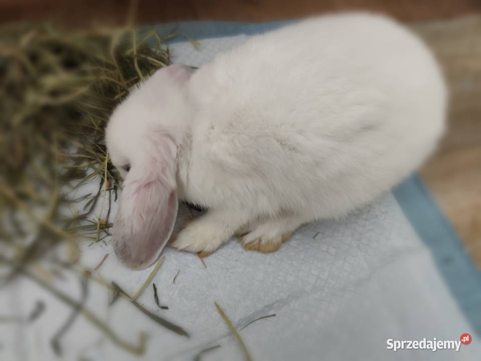 Królik miniaturka mini lop Ostrowiec Świętokrzyski