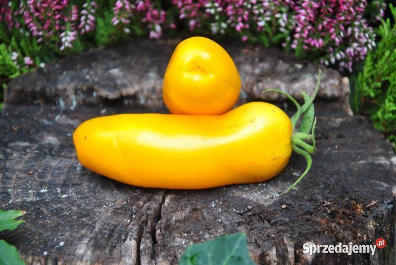 Pomidor aurija najbardziej plenny pomidor zachodniopomorskie