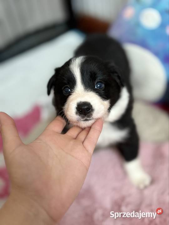 Szczenięta Border Collie FCI przebadanych Monkinie sprzedam