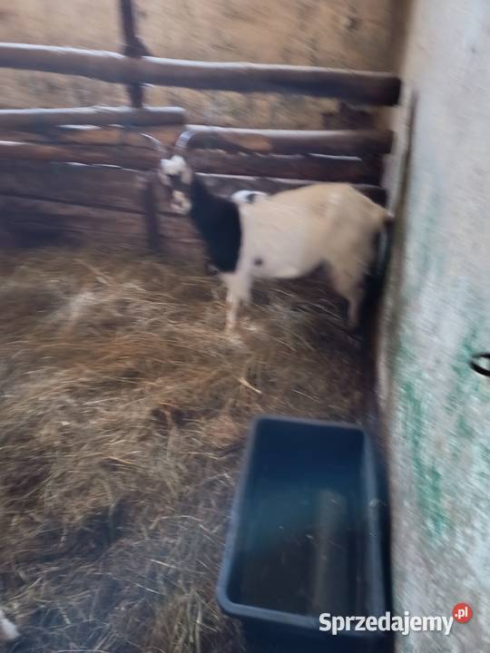 Sprzedam barana Nadzieja