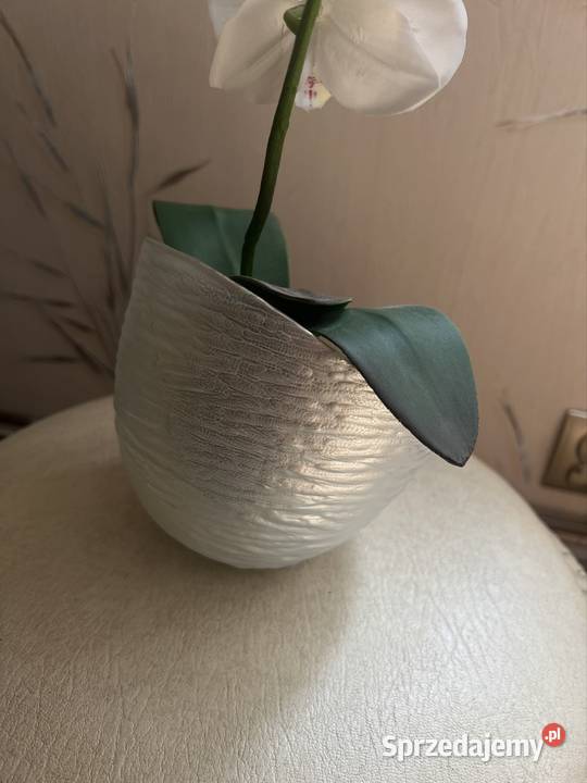 Piękna orchidea Żary