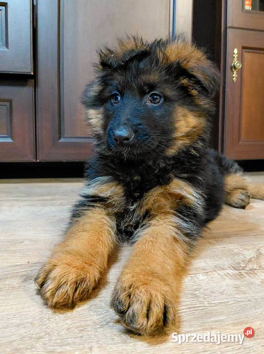 Szczenięta Owczarek Niemiecki Długowłosy Grzęby