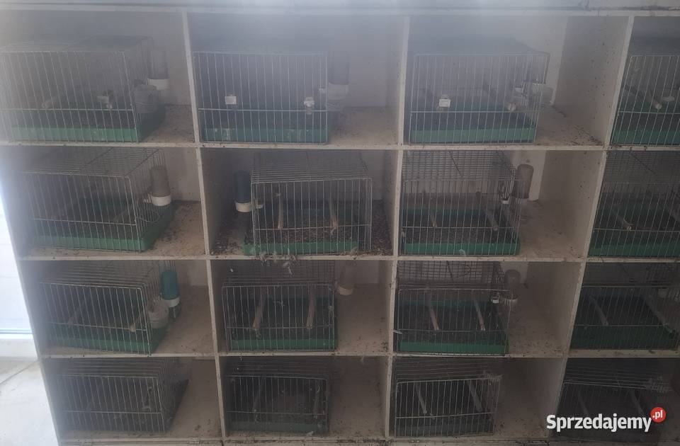 Regał na ptaki z klatkami Ptaki Rydułtowy