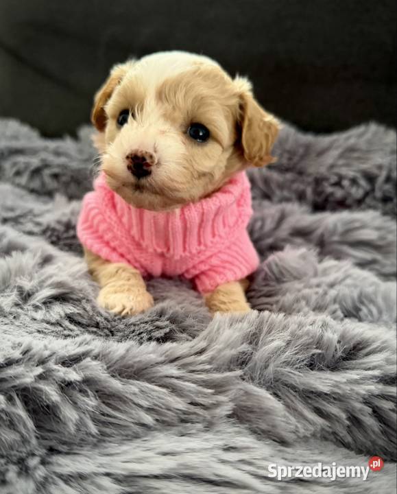 Maltipoo piękne dziewczynki Wadowice sprzedam